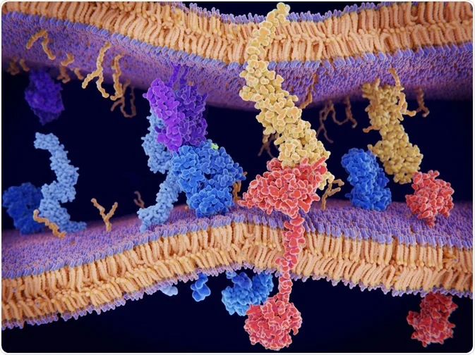 Proteomics, ageing and mechanotransduction